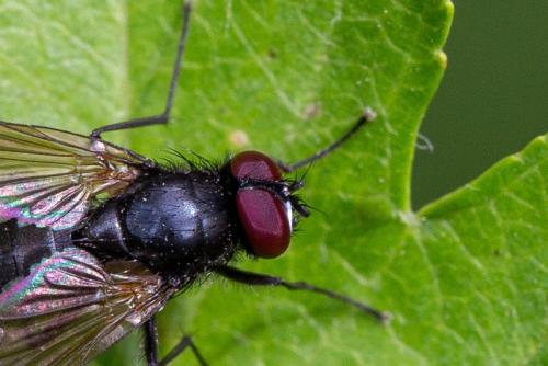 Réf. 247 750 : Hydrotaea sp.